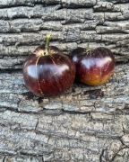 SUN QUEEN Pomidor Kolekcjonerski     