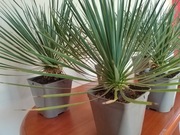 Sprzedam juki rostraty