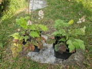 Tiarella Mystic Mist