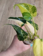 Philodendron Siam Sunrise / domesticum - ukorzeniona sadzonka ze zdjęcia