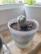 Kaktus lophophora williamsii średnica ok 2,5 cm