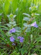 Bluszczyk kurdybanek ziele 100g