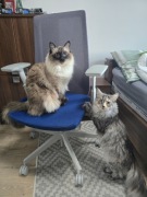 Fotel ergonomiczny Profim Accis Pro 151SFL