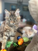 Maine coon koty rasowe -Kalista