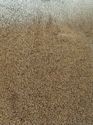 Jęczmień pasza od rolnika, bez pestycydów, bez GMO 20KG