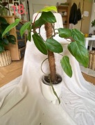 PHILODENDRON PAINTED LADY