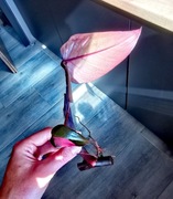 Philodendron Pink Princess 