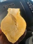 Brukiew jadalna świeża 1 kg karpiel zapomniane warzywo