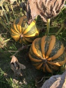 Nasiona dyni - żółta - Tonda Padana