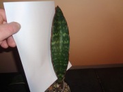 Sansevieria sp. (Tanzania, Black Series)