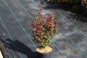 Berberys Thunberga 'Red Rocket'