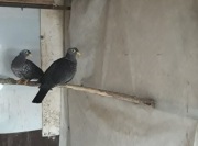 Sprzedam ptaki ozdobne 