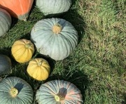 Nasiona dyni - smaczna - Nelson