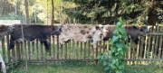Naturalne skóry z dzików.