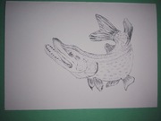 Kartka z życzeniami dla wędkarza, ryba -szczupak.