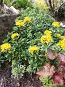 Rozchodnik żółty kopany z gruntu