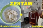 ZESTAW kombucza + grzybek tybetański | NATURALNE PREBIOTYKI | ZDROWIE