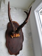 PIĘKNE STARE POROŻE MYŚLIWSKIE