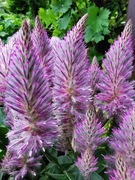 Ptilotus - Różowy ogonek królika 15 nasion 