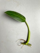 Philodendron Tuxtlanum Tuxtla Red Queen sadzonka pędowa 