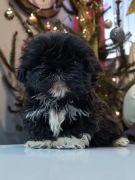 Shih-tzu szczenięta