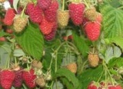 Sadzonki maliny Glen Ample 10 sztuk.