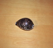 Muszla Cyprea Tigris dekoracyjna naturalna 8,5 cm