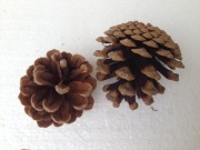 Szyszki sosna czarna kuliste 100 szt. 5,5-7 cm