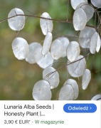 Nasiona srebrnego dolara Lunaria Annua