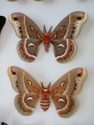 Hyalophora Cecropia  Para