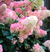 Hortensja bukietowa Biała ,Vanille Fraise , Limelight, 