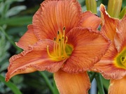 Liliowiec Jagienka C3 - 4 szt. - 84zł