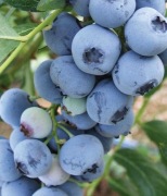 Borówka wysoka 'Bluecrop' Vaccinium corymbosum SADZONKA P9 20-40cm