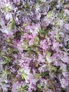 Mydlnica Lekarska kwiat suszone 