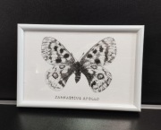 Obraz, rysunek, motyl Paenassius Apollo