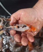 RYBY OZDOBNE I ZARYBIENIOWE , POKARM ROŚLINY PREP 