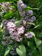 Sadzonki lilaki najtaniej na allegro MIX 11 szt