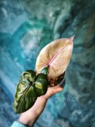 Alocasia Serendipity pink sadzonka variegata alokazja