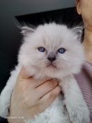 Ragdoll, kocur hodowlano wystawowy FPL