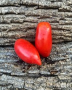 KAPIA RED  Pomidor Kolekcjonerski 