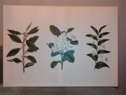 Obraz Trzy rośliny- Leroy Merlin