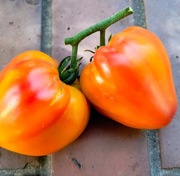 Pomidor Orange Russian nasiona kolekcjonerskie