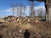 Topola do kominka lub zabawy