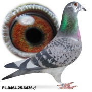 Samiec Po Oryg. A&W Drapa BOLT SUper Sprint Special Kittel TOP