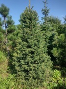 CHOINKI Jodła kaukaska Świerk Daglezja Sosna EKO  Plantacja
