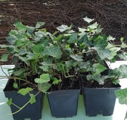 Bluszcz Hedera Helix Hurt Producent 