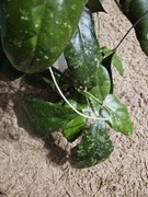 hoya rainy man sadzonka cięte 1 liść piękny kolor 