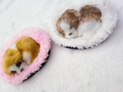 Kotki Brytyjskie i pieski w kojcu