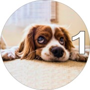 Pan Opłatek na tort - PIESKI (1)