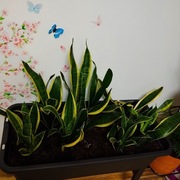 Sansewieria (wężownica)